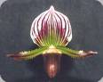 Paph. lawrenceanum